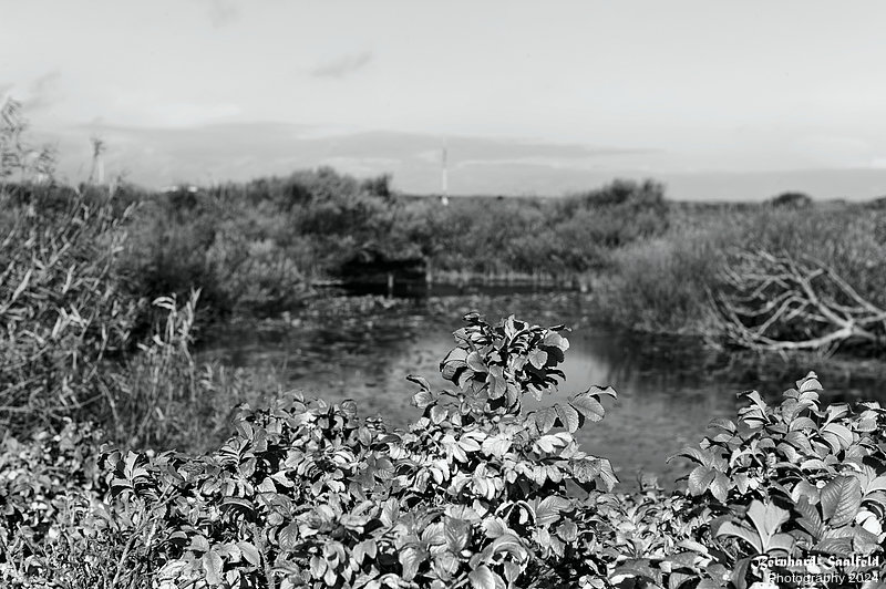 Bernhard Saalfeld - Golfteich